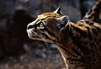 Ocelot Wallpaper