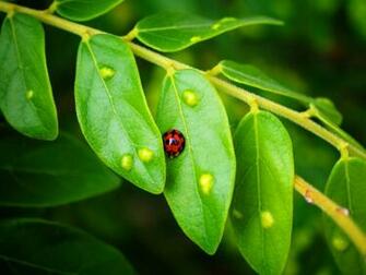Ladybugs Wallpaper