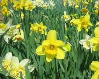 April Showers Bring May Flowers Image Pictures