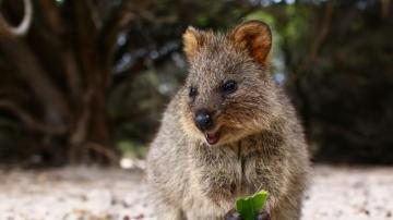 Wallpaper Quokka Cute Food Animal 4k