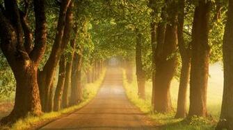 Trees Road Wallpaper