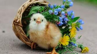 Flowers Birds Wallpaper