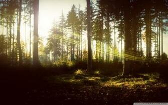 Magic Forest 4k HD Desktop Wallpaper For Ultra Tv