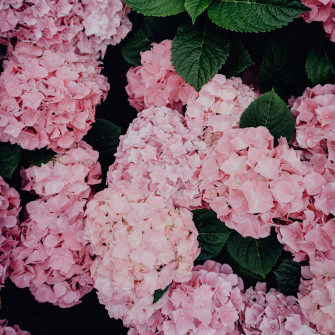 Pink Hydrangea Flowers 0o21v364jhoqvqpc Wallpaper