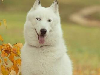 White Siberian Husky Wallpaper And Image Pictures