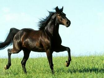 Pics Photos Horse Wallpaper Dark Fantasy