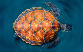 Top Cool Turtle Wallpaper Full HD 4k To Use
