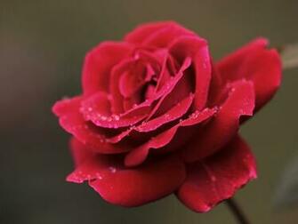 Flowers For Flower Lovers Red Rose Desktop HD Wallpaper