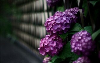 Earth Hydrangea Wallpaper
