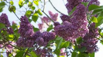 Lilac Wallpaper