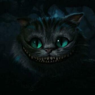 HD Cat iPad Wallpaper