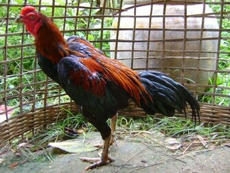 Description Fighting Cock Of Thailand Jpg