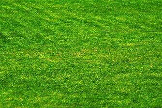 Cars Grass HD Wallpaper Color Palette Tags Car Pictures