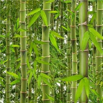 Wallpaper Muriva Rainforest Bamboo J41504