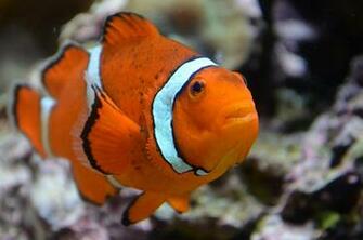 Clown Fish Wallpaper For HD