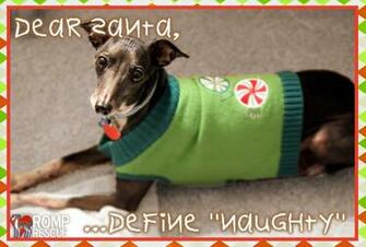 Funny Christmas Dogs HD Wallpaper