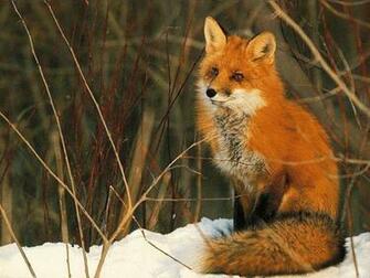 Cute Image Of Baby Foxes Title Desktop HD