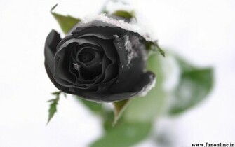 Black Rose Wallpaper Beautiful Roses HD For