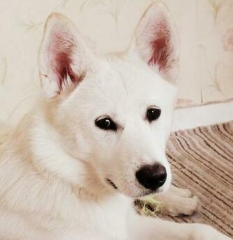White Siberian Husky Diymid