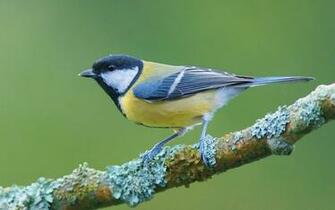 Bird Branch From Zet Wallpaper Full HD