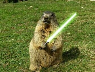 Pics Photos Groundhog Day Wallpaper HD Desktop Picture