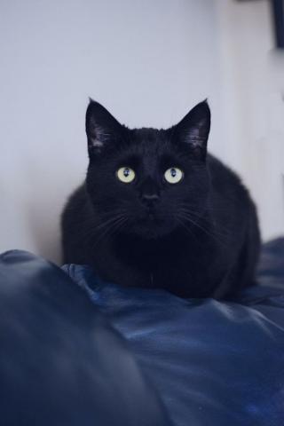 Lun Christy Turner Photography Cat Wallpaper By