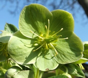 Green Flowers Wallpaper55 Best Wallpaper For Pcs Laptops