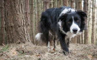 Animal Border Collie Wallpaper