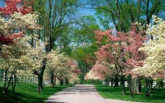 Dream Spring The Gift Of Springtime Wallpaper HD