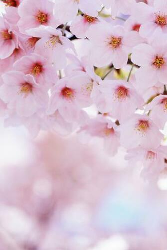 Spring Pink Flowers iPhone Retina Wallpaper X