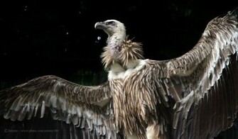 Vulture Wallpaper