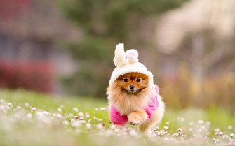 Cute Puppy Wallpaper