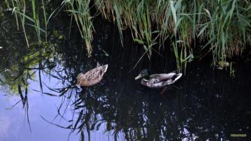 Ducks In A Ditch Barbara S HD Wallpaper