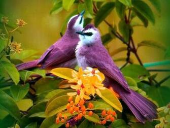Purple Birds Animals Colors Couple Flowers Nice