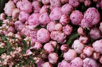 Pink Peony Wallpaper