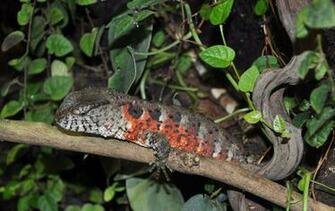 Chinese Crocodile Lizard Wallpaper Background