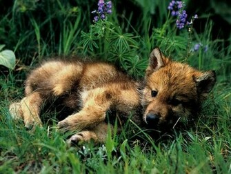 Wolf Cub Baby Wallpaper