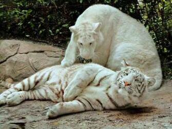 Friends White Tiger Wallpaper Which Is Under The