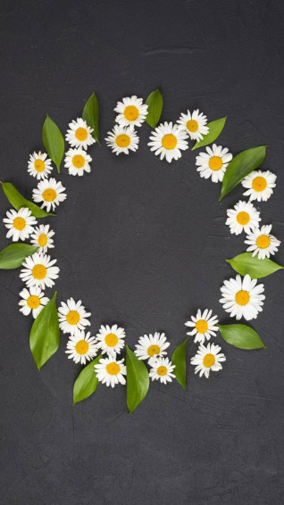 Daisy Flower Wallpaper