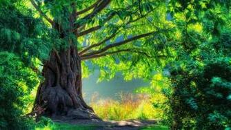 Nature HD Wallpaper 1080p