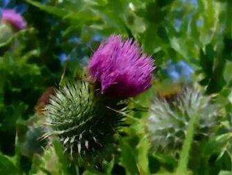 Thistles Desktop Background Wallpaper