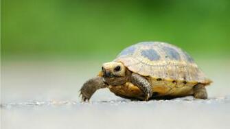Cute Little Turtle Wallpaper
