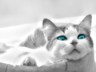 Cats Image Funny HD Wallpaper And Background Photos