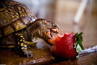 Cute Turtle Wallpaper