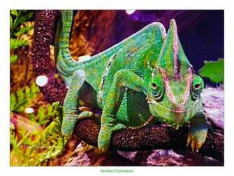 Panther Chameleon Wallpaper