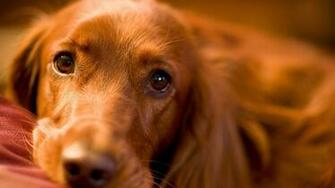 Adorable Cocker Spaniel Wallpaper HD Jpg