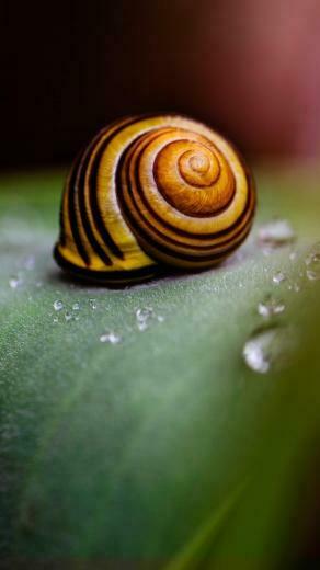 Snail Shell HD Wallpaper For Moto E HDwallpaper Net