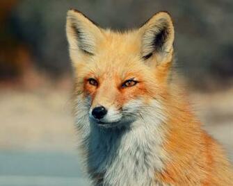 Fox Computer Wallpaper Desktop Background Id