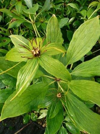 Image Plants By Mail Pc Android iPhone And iPad Wallpaper