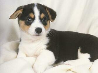 Welsh Corgi Puppy On Blanket Cute Dog Photos